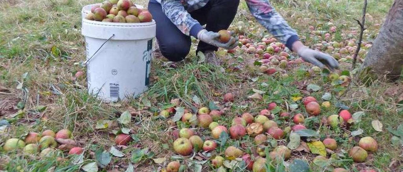 Ana Sánchez, pañando manzanas en su finca de Peleón.