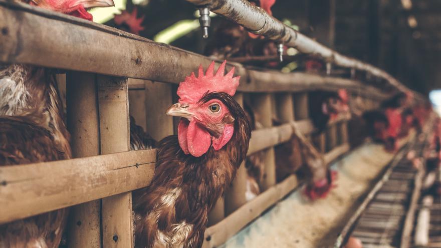 Castellón aumenta las medidas contra la gripe aviar ante la alerta en Europa