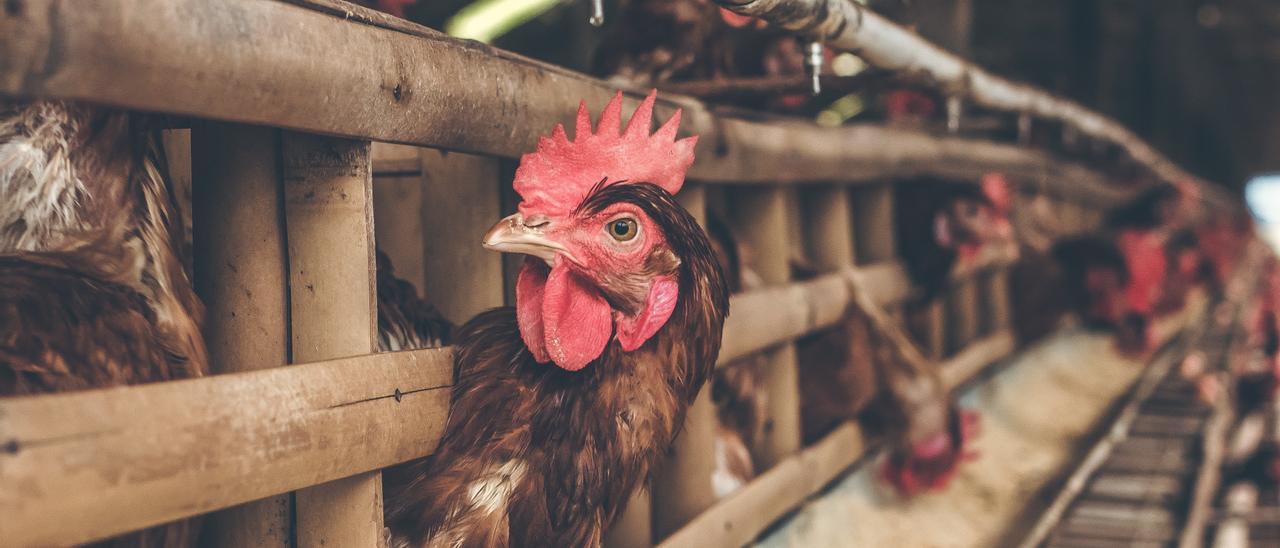 La expansión de gripe aviar en aves silvestres, una nueva preocupación