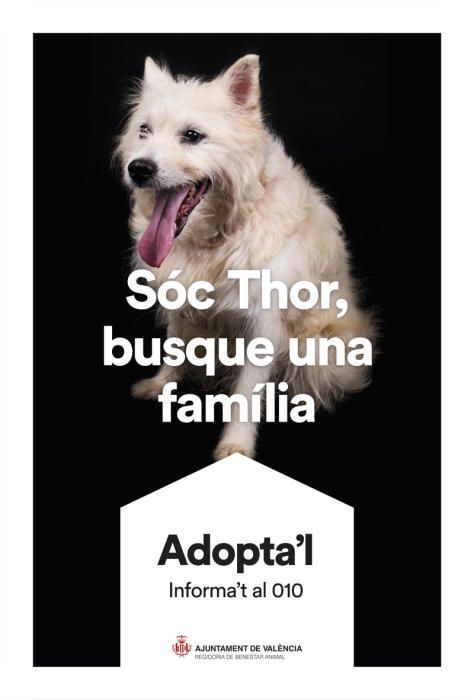 València pone cara y nombre a los perros de Benimàmet que buscan familia de adopción