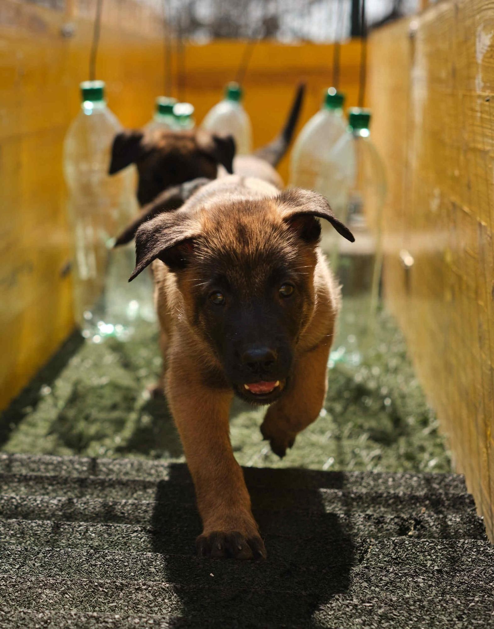 Estos son los nuevos cachorros de la Unidad Canina de la Policía Local de Santa Cruz