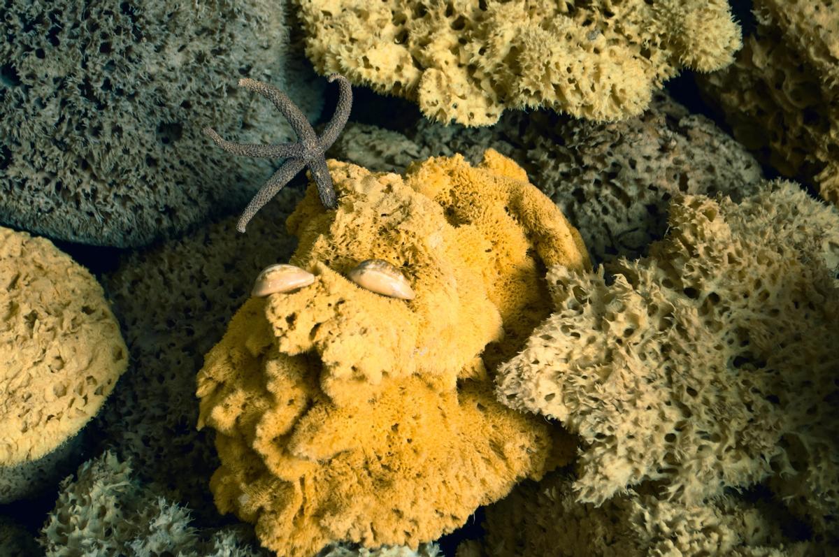 Les esponges aquàtiques podrien tenir pistes sobre l’origen del cervell Les esponges aquàtiques podrien tenir pistes sobre l’origen del cervell
