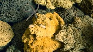 Les esponges aquàtiques podrien tenir pistes sobre l’origen del cervell