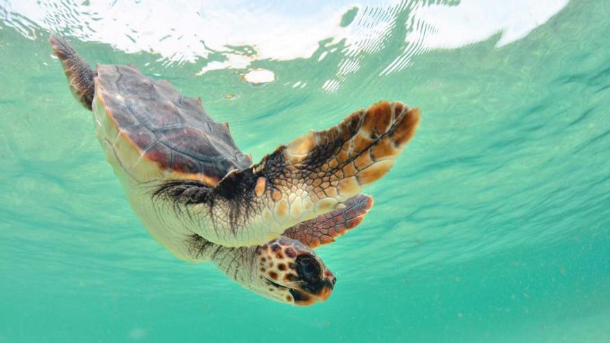 Liberadas 26 tortugas ibicencas en ses Salines