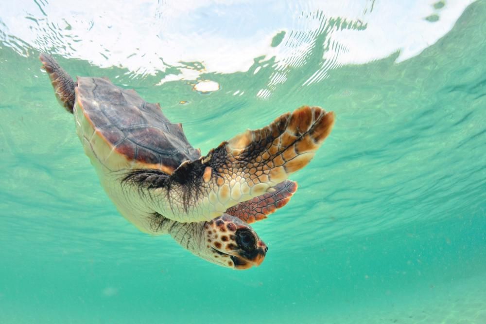 Liberadas 26 tortugas ibicencas en ses Salines