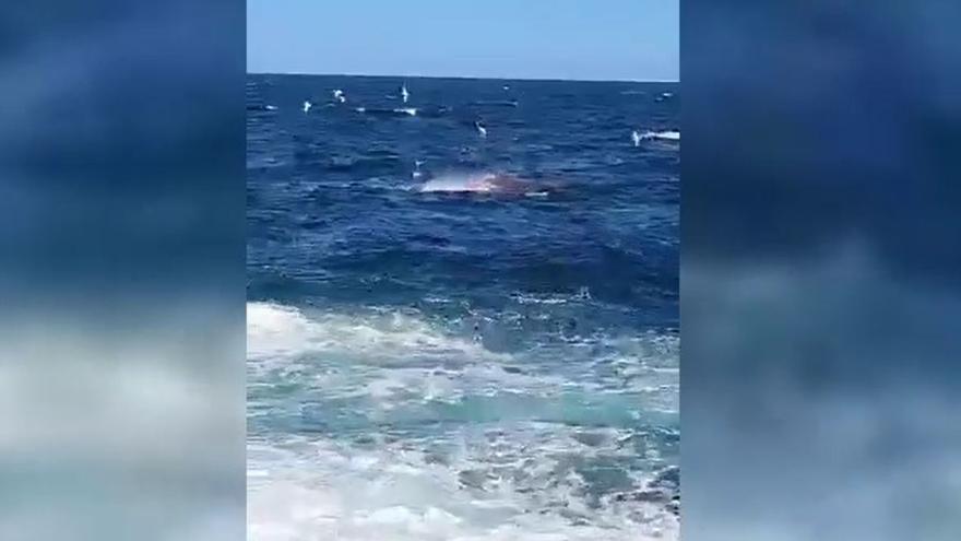 El vídeo que muestra el ataque mortal de un tiburón a un nadador en Sídney: &quot;Había sangre por todas partes&quot;