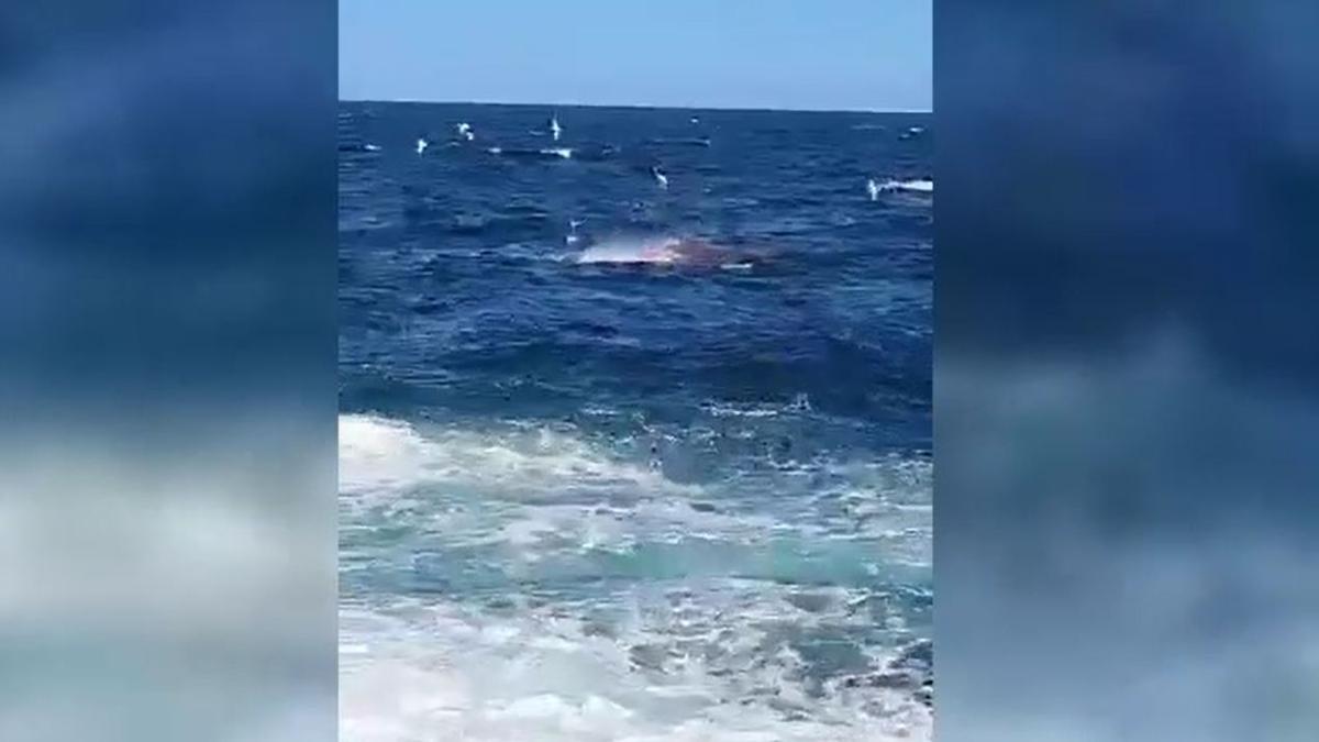 Ataque mortal de un tiburón a un nadador en Australia: "Había sangre por todas partes"