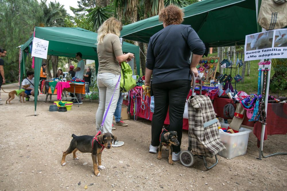 Feria de la adopción de mascotas en Elche