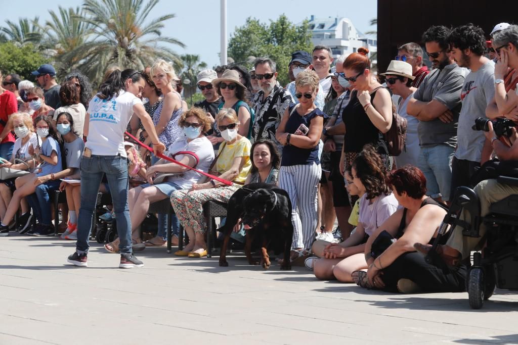 Pasarela de perros de adopción en Bioparc