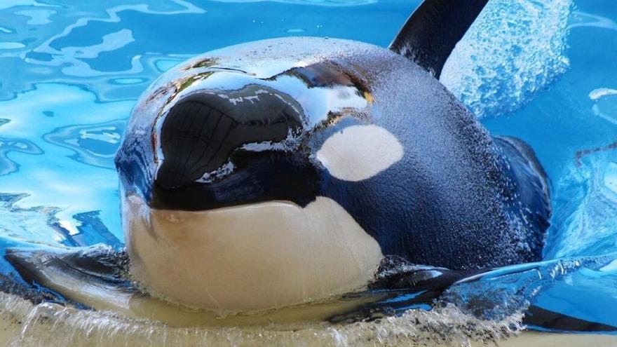 Muere Kohana Una De Las Orcas Del Loro Parque