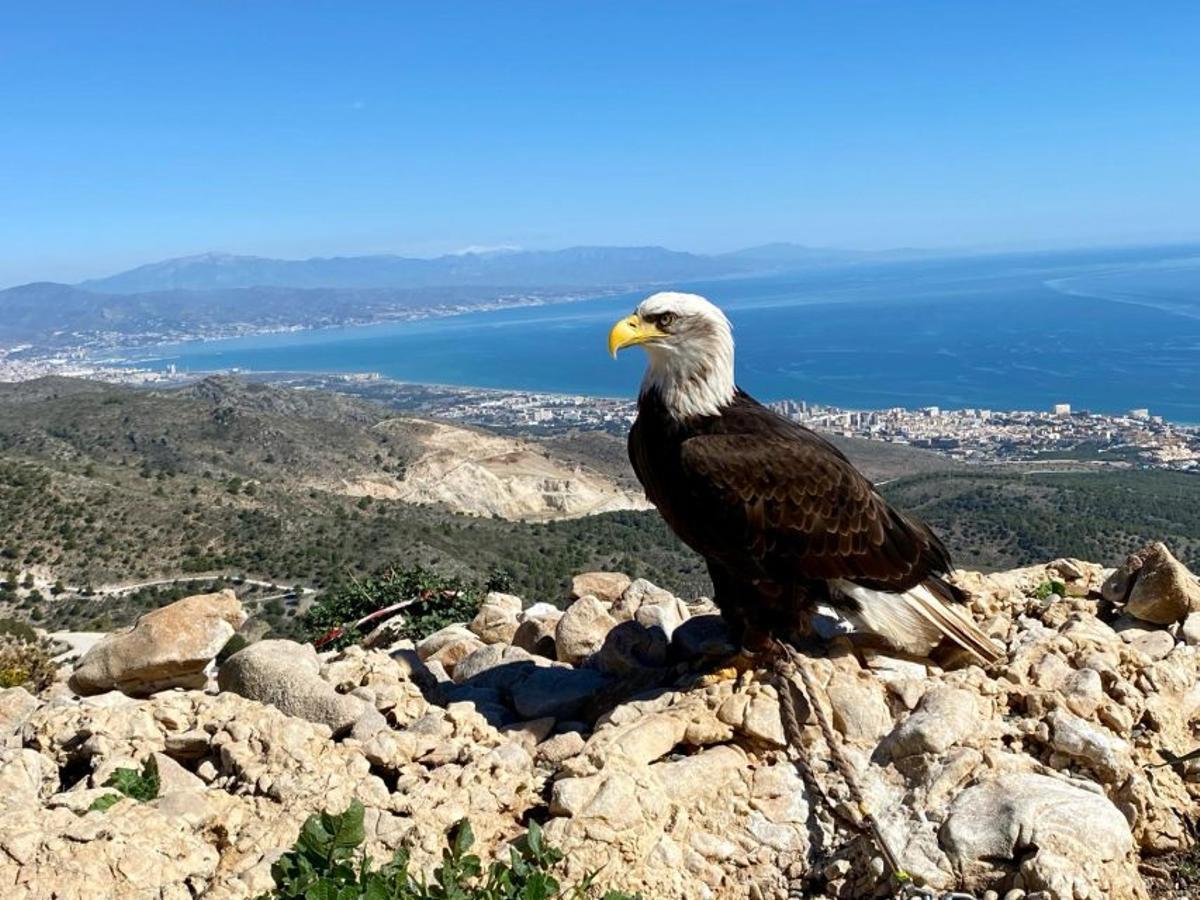 Valle de las Águilas, el paraíso de Málaga a 800 metros de altura donde ver el vuelo de halcones, águilas y buitres con las mejores vistas del Mediterráneo
