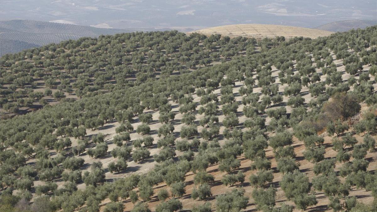 Los paisajes del olivar en Andalucía, en el camino correcto para ser Patrimonio Mundial