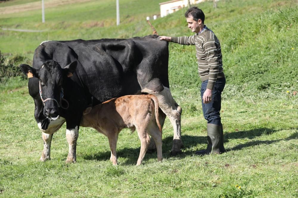 "Willy", ternero nacido por fecundación in vitro