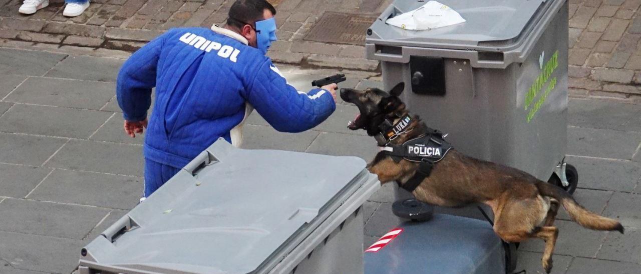 Atacar e inmovilizar, la nueva especialidad en la Unidad Canina de la  Policía de Santa Cruz - El Día