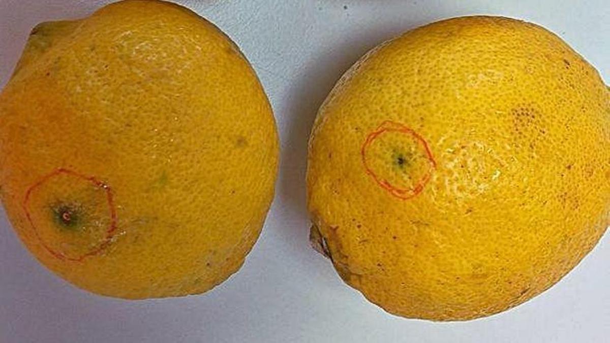 Limones afectados por mancha negra.