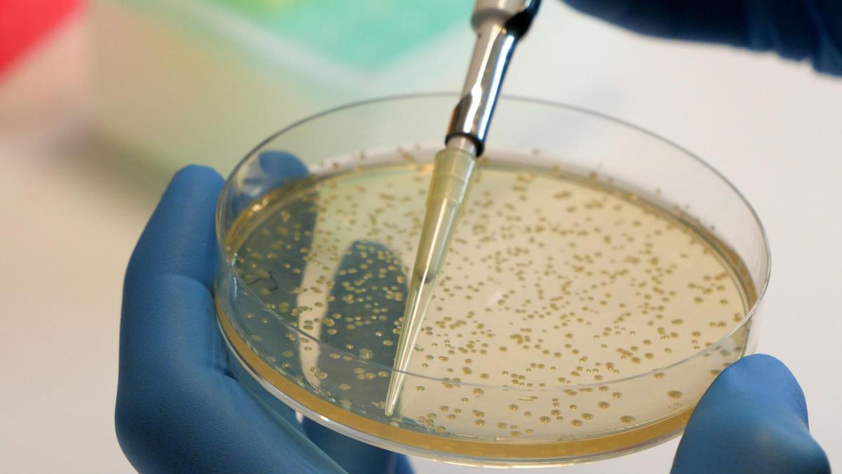 Mecanismo inédito para poder debilitar a una bacteria responsable de intoxicaciones alimentarias