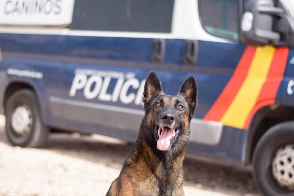 Perro policía jubilado busca hogar en Canarias