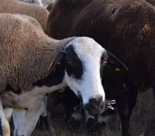 El Seprona denuncia a una explotación ovina por graves deficiencias en Burgos