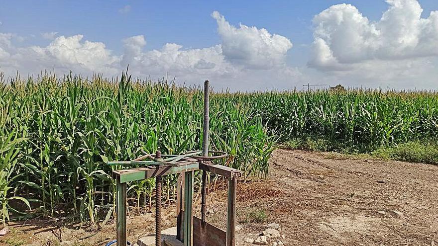 Imagen de un maizal forrajero en la huerta de Catral