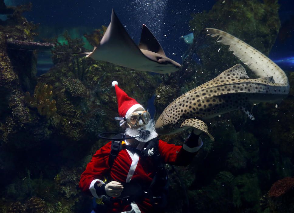 A diver dressed as Santa Claus feeds a zebra ...