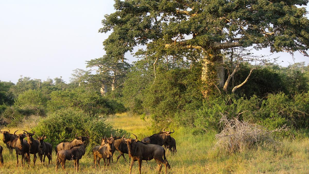 Antílopes en el Parque Nacional de Kissama, uno de los grandes espacios de vida salvaje de Angola.