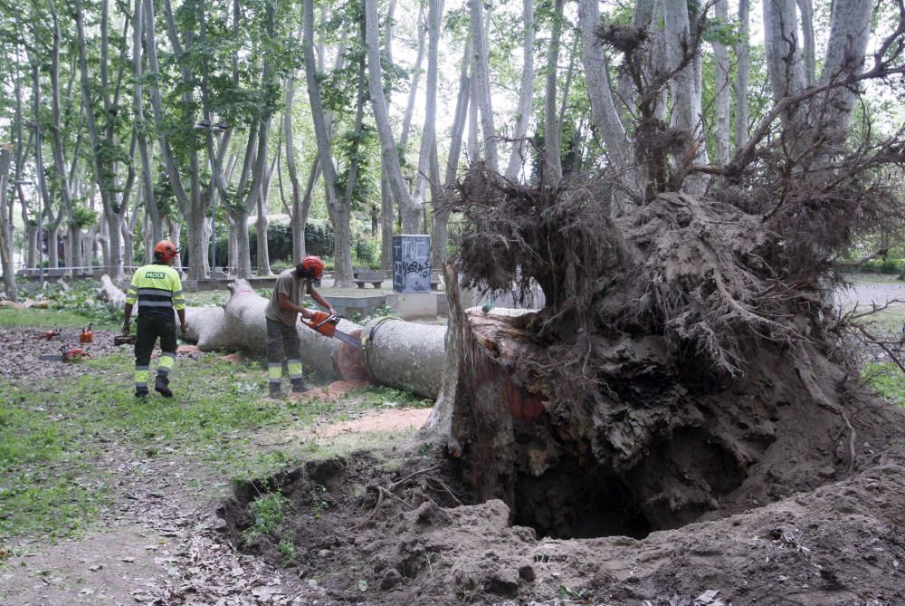 Cau un plàtan de 62 metres al parc de la Devesa