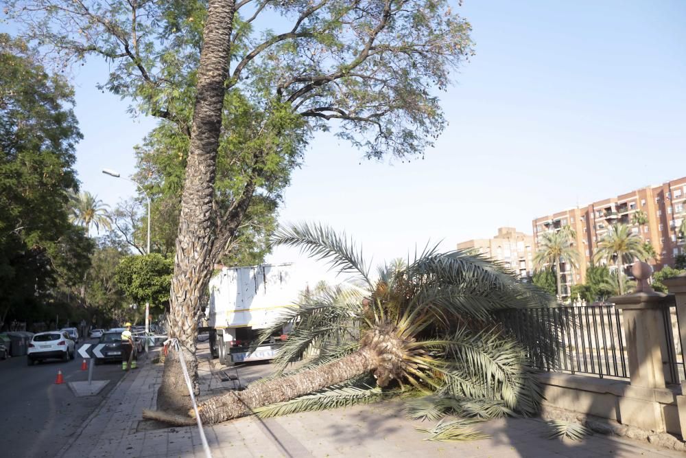 Una fuerte racha de viento hace caer una palmera