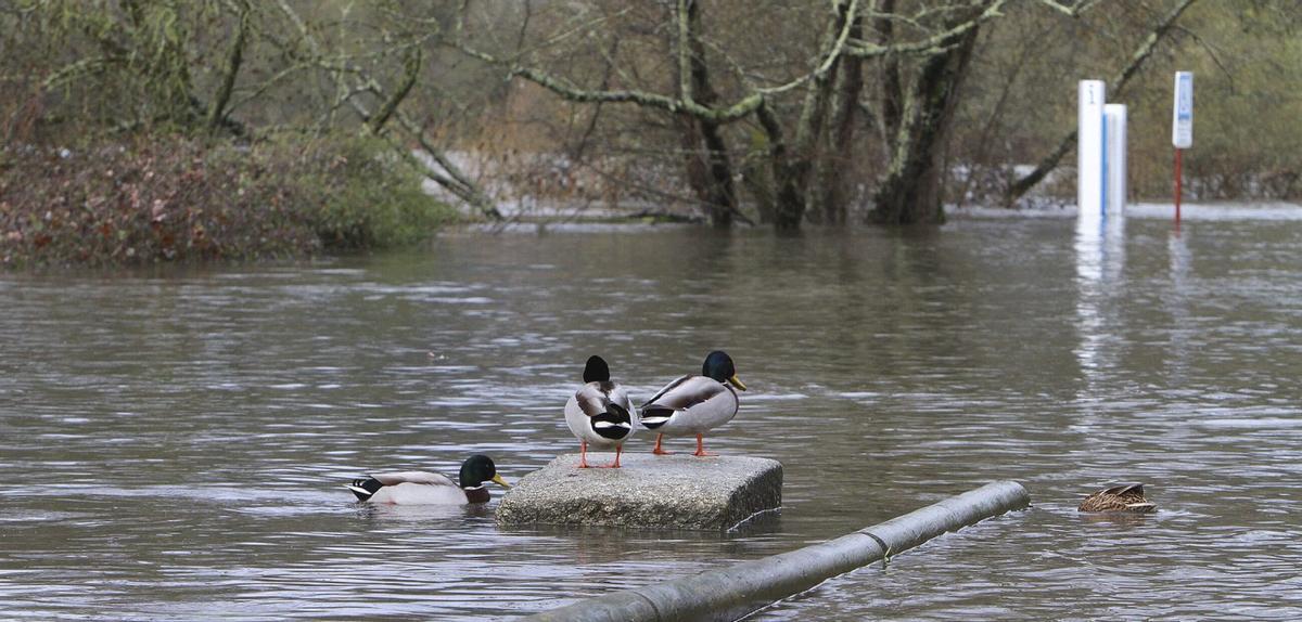 En la zona de O Tinteiro la crecida del Miño es el paraíso de los patos. | IÑAKI OSORIO