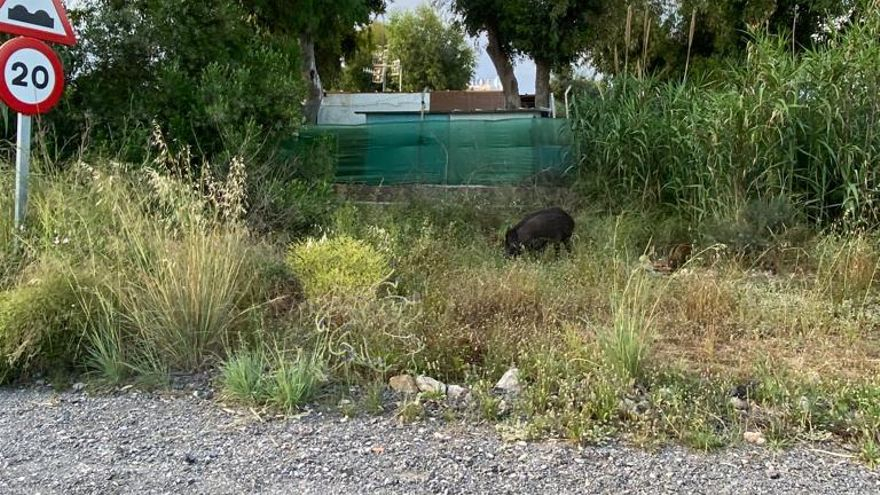 Los vecinos critican que los jabalís merodean en la urbanización ante la falta de mantenimiento y limpieza.