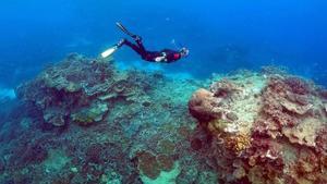 Un submarinista bucea en la zona cercana a la isla de Lady Elliot en la costa australiana de Queensland.