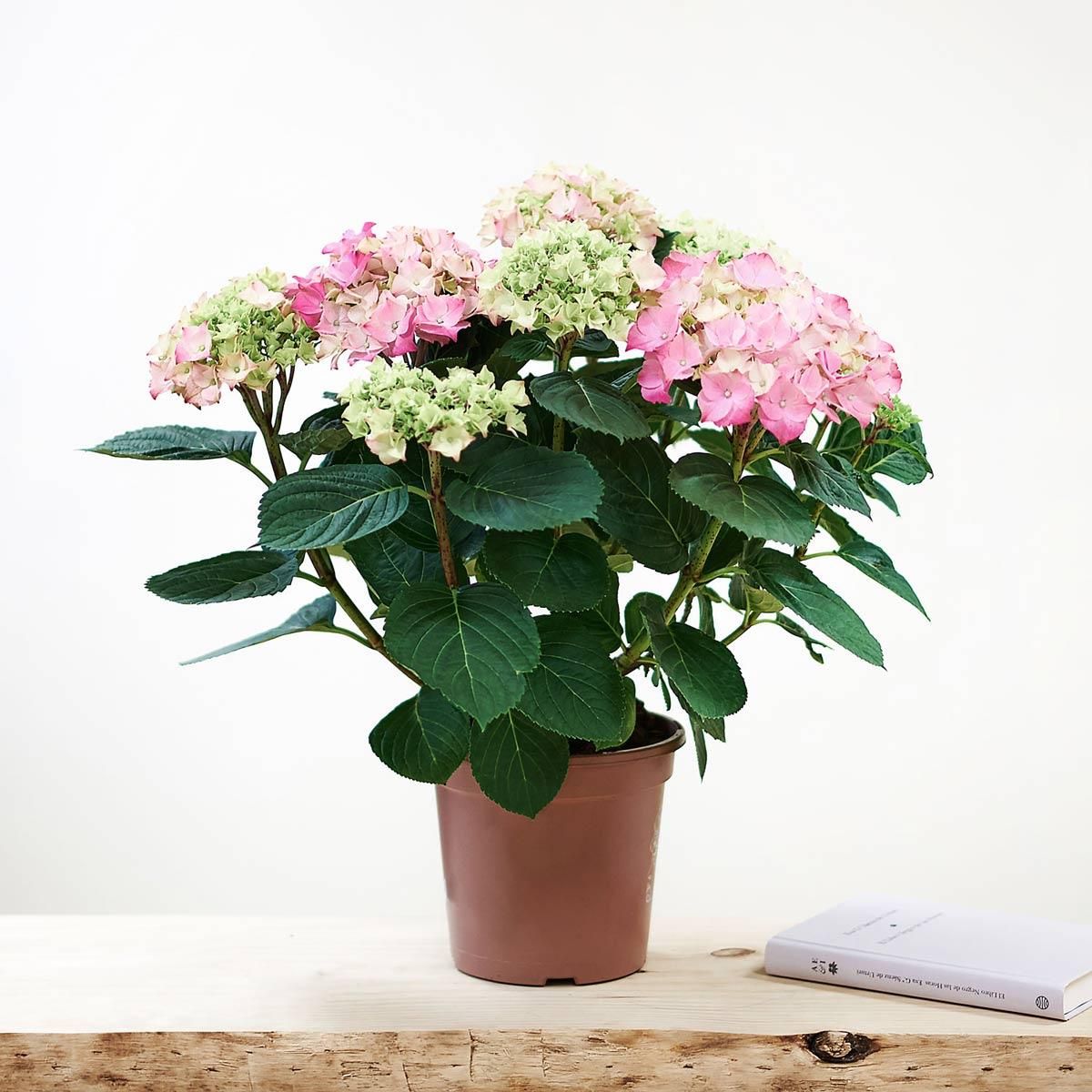 Planta de hortensias de Interflora