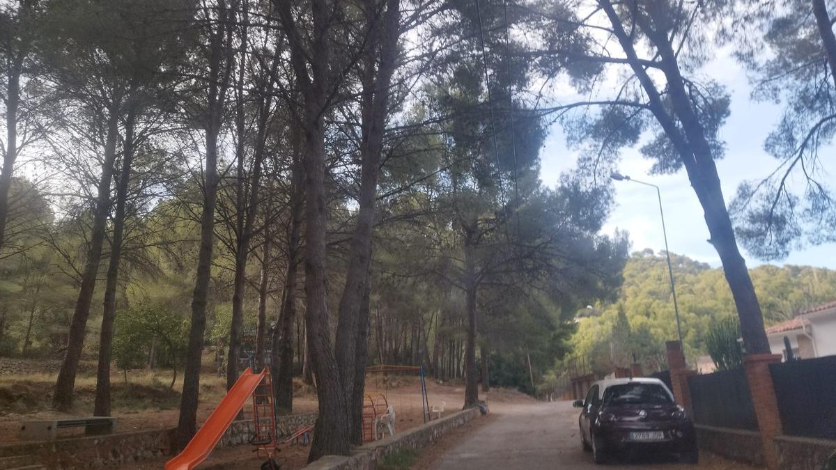 Zona de urbanización de montaña en Benicàssim. Alertan sobre el crecimiento de pinos, maleza y parcelas de inmobiliarias abandonadas como un alto riesgo si se diera un incendio.