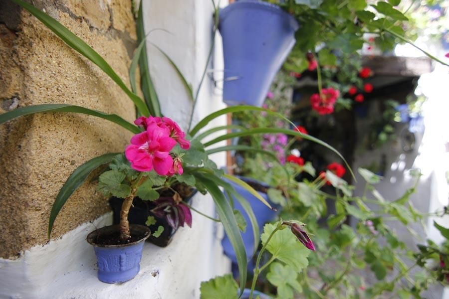 Los Patios de Córdoba (2)