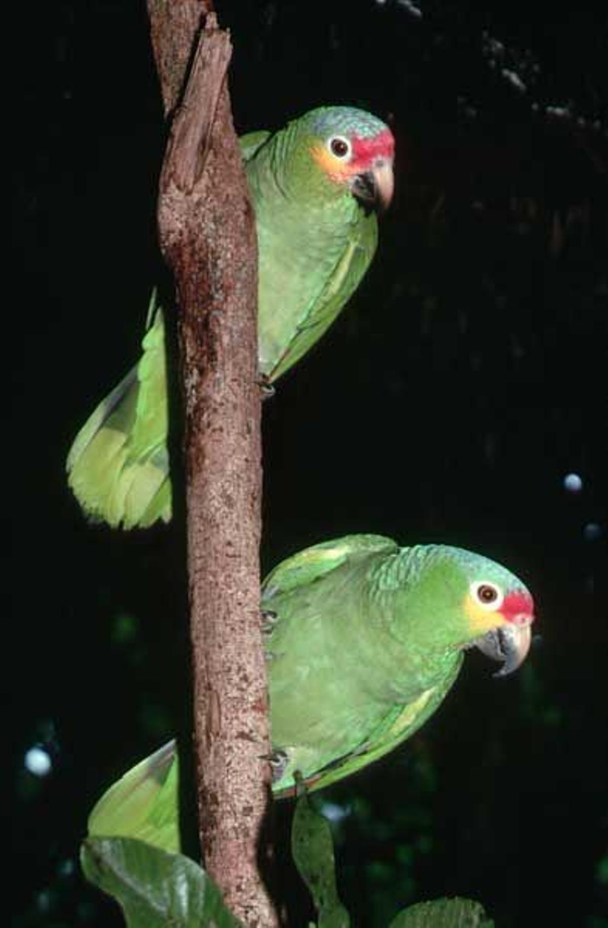 Loros de copete rojo del Amazonas en Belice.