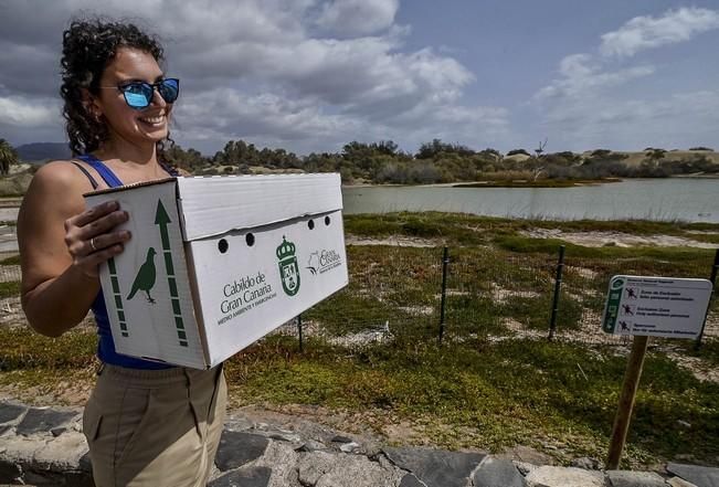 Suelta de animales en la Charca y Playa de Maspalomas