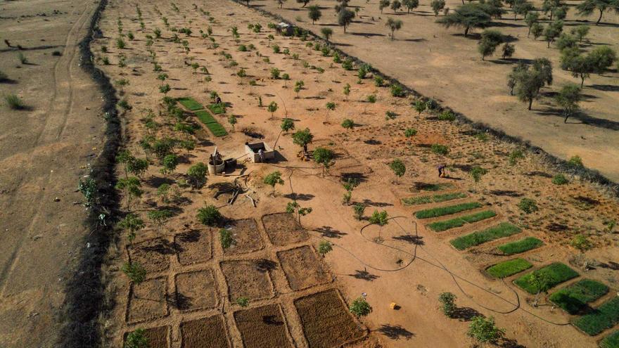 África: muralla forestal contra el desierto