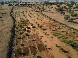 África: muralla forestal contra el desierto