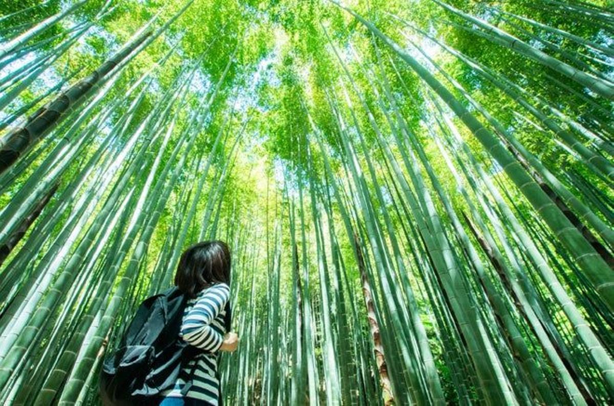 Gran bosque de bambú de Japón