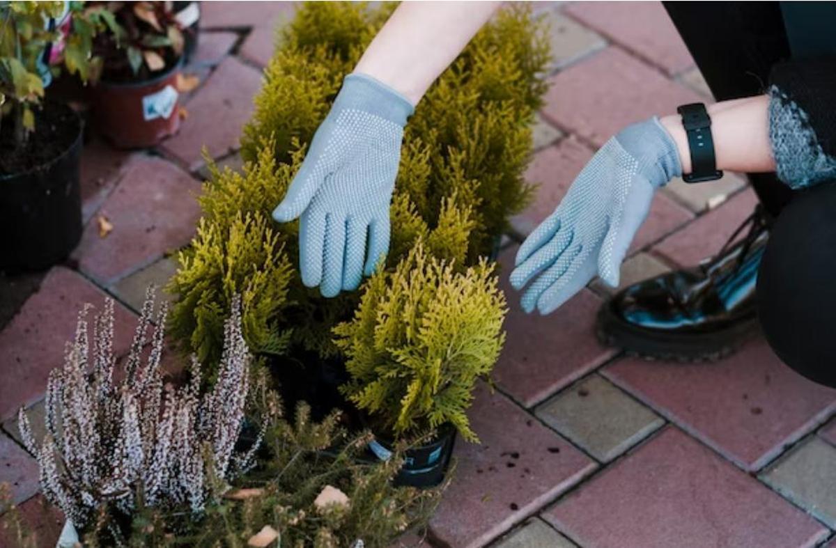 Aconsegueix unes plantes saludables a l'hivern