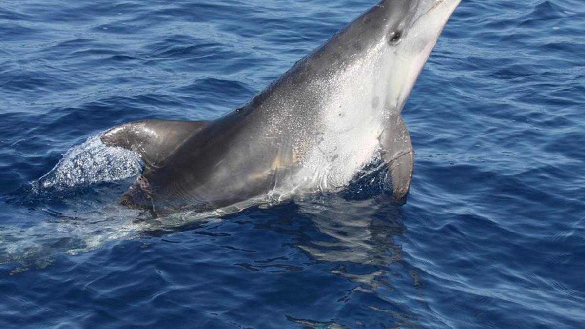Un delfín común similar a Zafar, el ejemplar en celo que se ha hecho famoso en la costa bretona.
