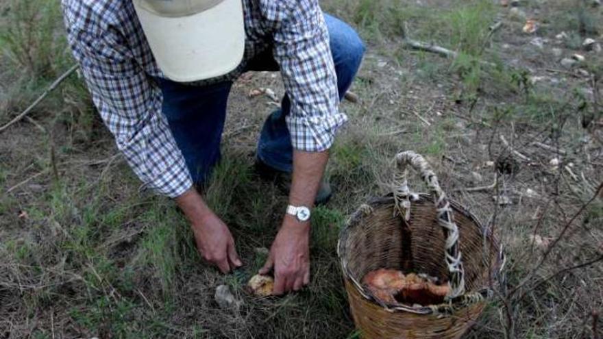 La búsqueda y recolección de setas en una actividad muy extendida en la zona.