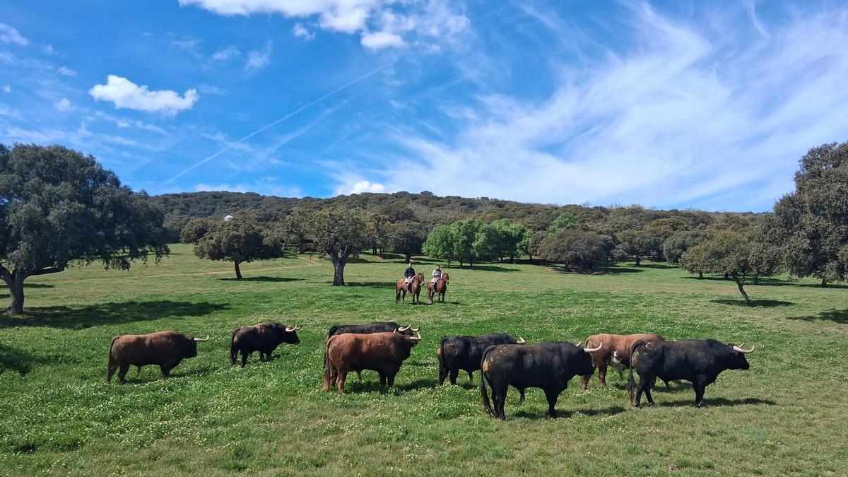 VÍDEO: Los toros que esperan repetir triunfo en Gijón tras dos años de éxitos en la feria de Begoña