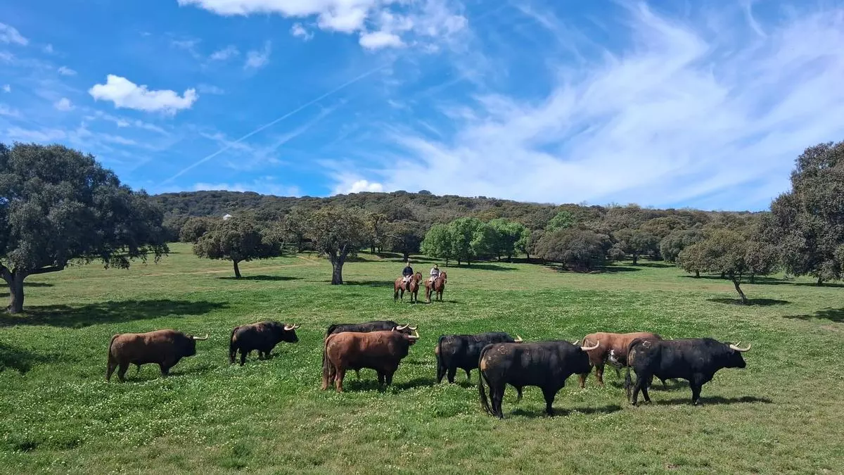 La puesta a punto de los toros del Puerto de San Lorenzo, que aspira a repetir sus éxitos en Gijón: "Somos el mayor garante del ecosistema"