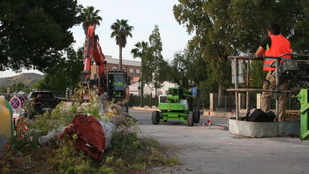 Maquinaria pesada retirando, en la tarde de este lunes, el tronco de uno de los eucaliptos de mayor porte de la zona de El Quijero, junto a la Rambla de Tiata.