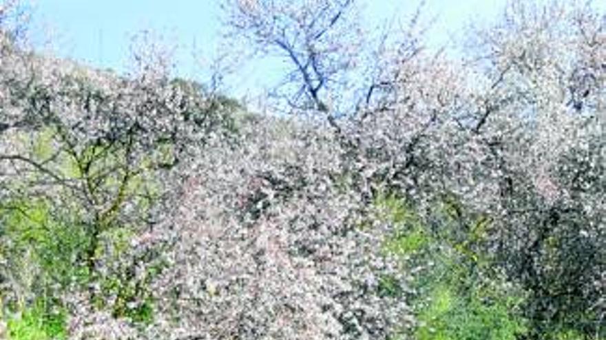 Andalucía recolectará unas 13.000 toneladas de almendra