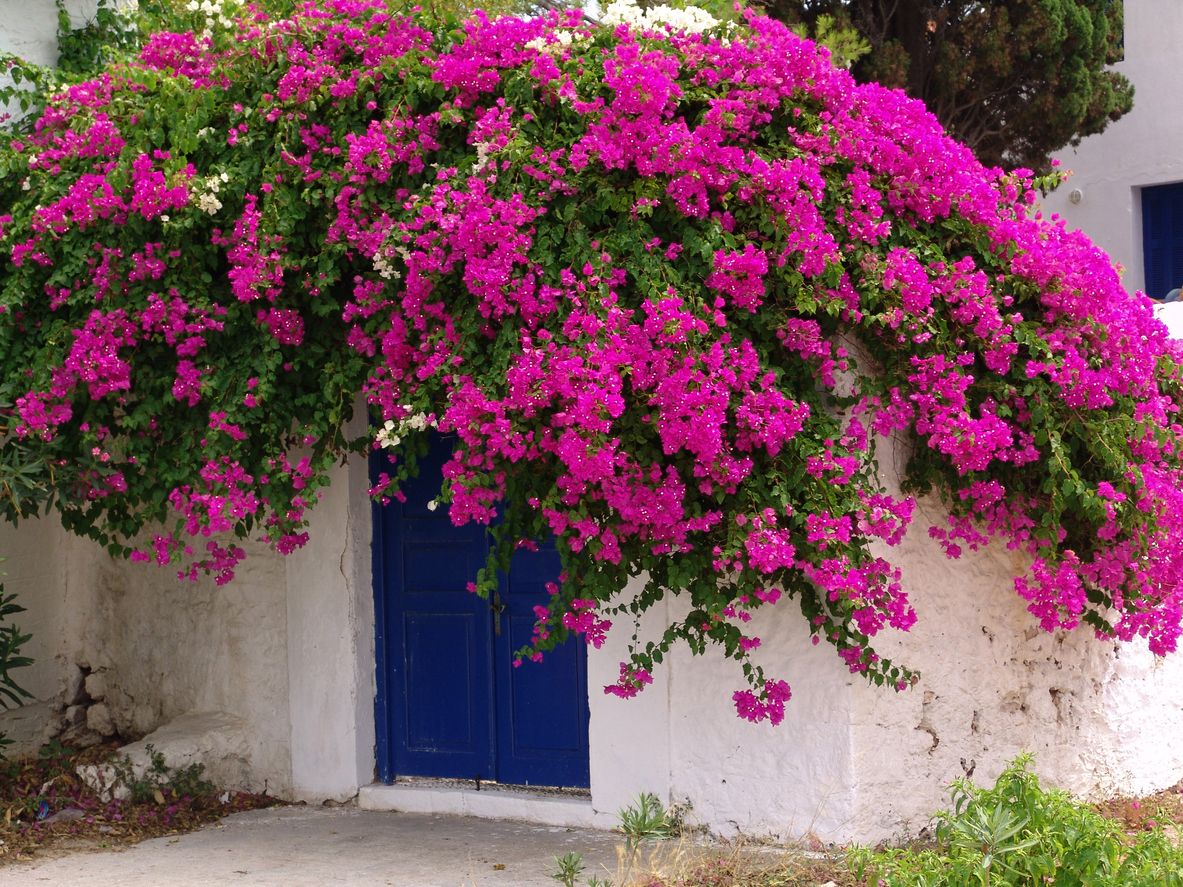 Déjate seducir por el aroma de las buganvillas en Burgau.