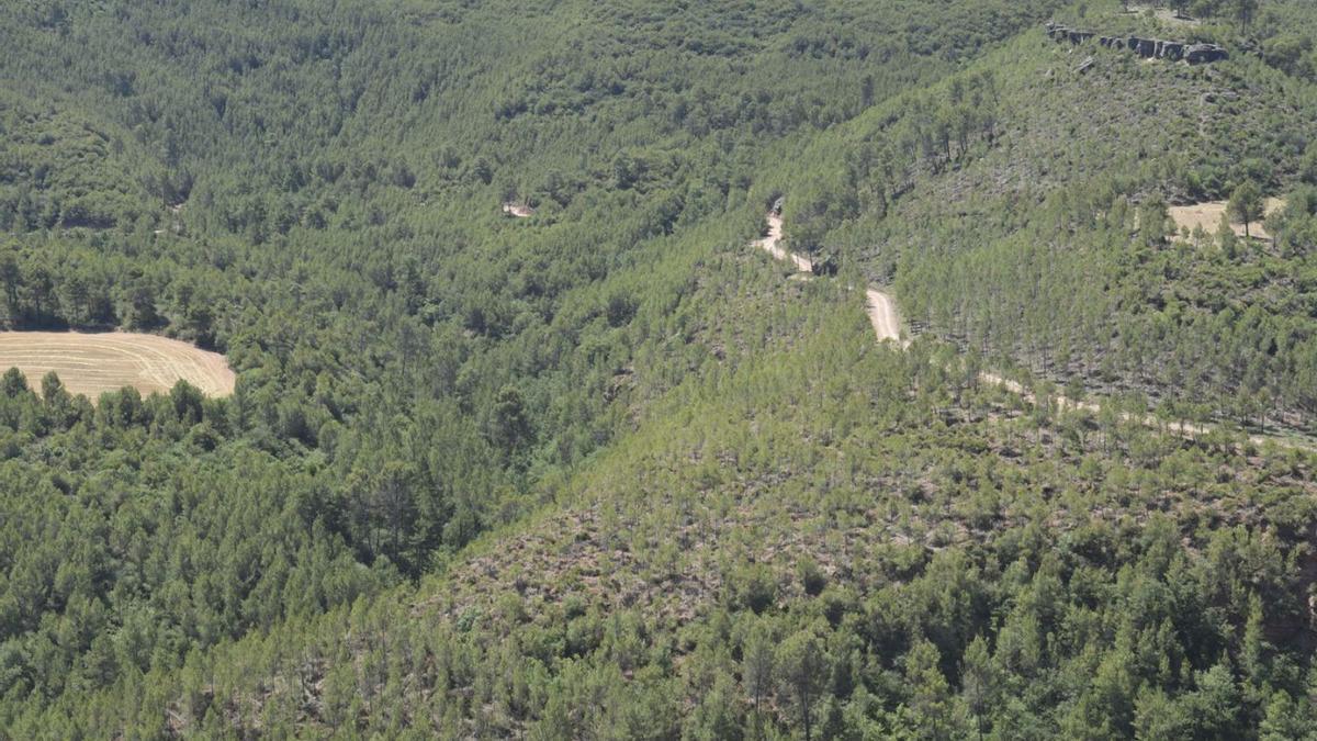 A la dreta i en primer terme, la zona on s’ha aclarit el bosc. A l’esquerra i al fons, no s’hi ha actuat | ALEX GUERRERO