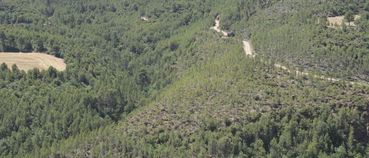 A la dreta i en primer terme, la zona on s’ha aclarit el bosc. A l’esquerra i al fons, no s’hi ha actuat | ALEX GUERRERO