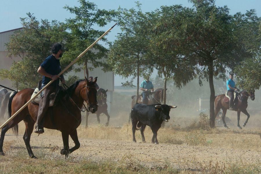 Villalpando despide los toros