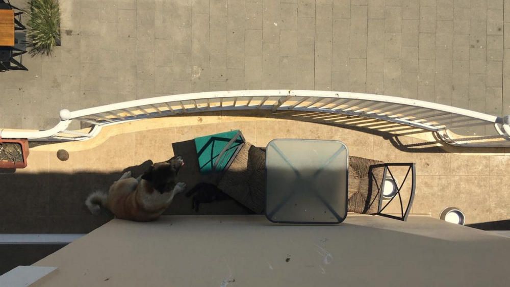 Rescaten un gos i un gat abandonats en un balcó a ple sol, a Blanes